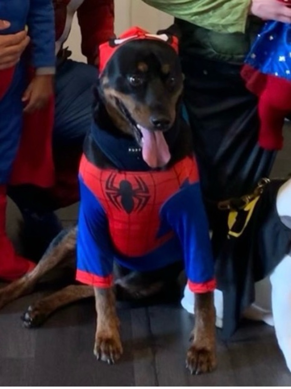 Spiderman Dog Costume - Red & Blue Superhero Outfit